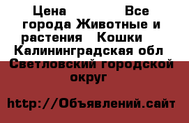 Zolton › Цена ­ 30 000 - Все города Животные и растения » Кошки   . Калининградская обл.,Светловский городской округ 